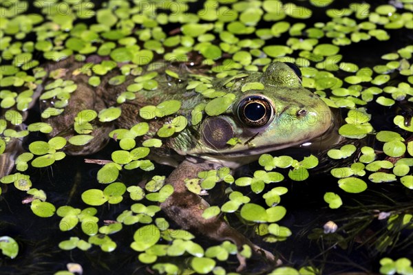 Floating in the Duckweed