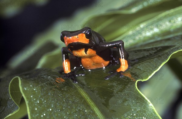 Poison Dart Frog