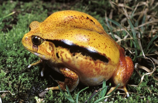 Tomato Frog