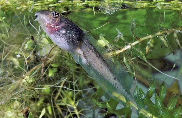 Two Legged Tadpole