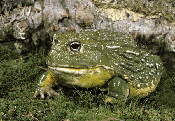 African Bullfrog