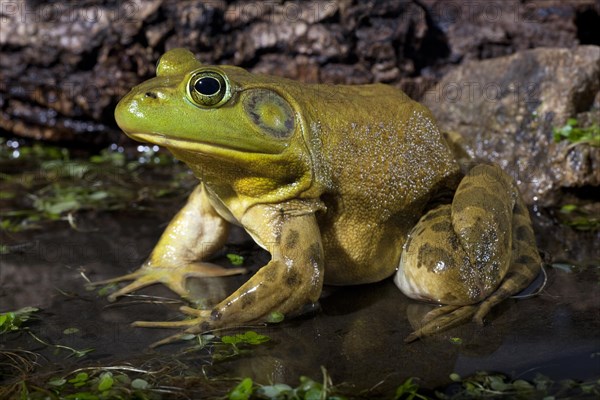 The American Bullfrog