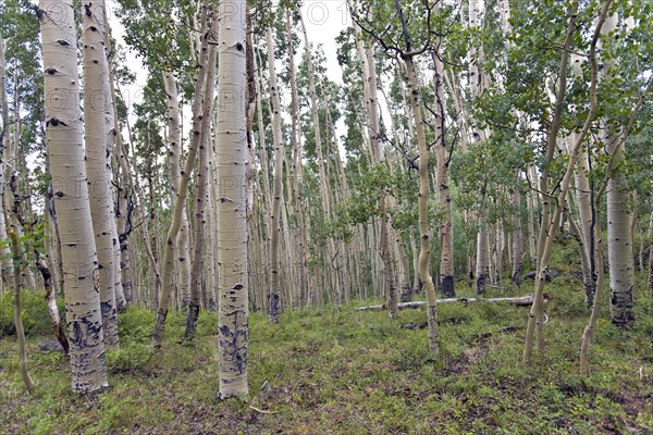 Aspen Grove