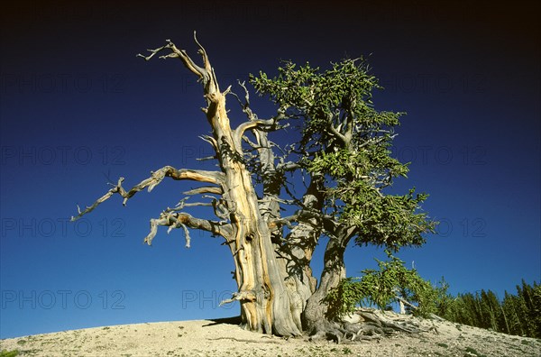 Bristlecone Pine