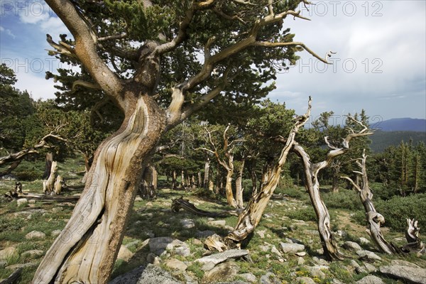 Bristlecone Pines on Mt. Evans Colorado