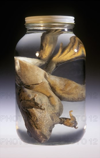 Preserved Bull Frog