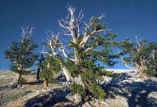 Bristlecone Pine Trees