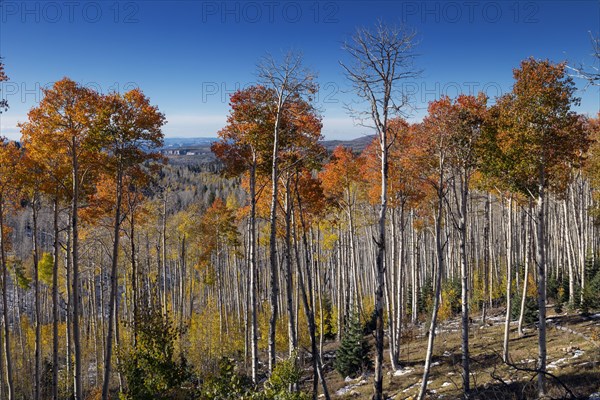 Changing Aspen