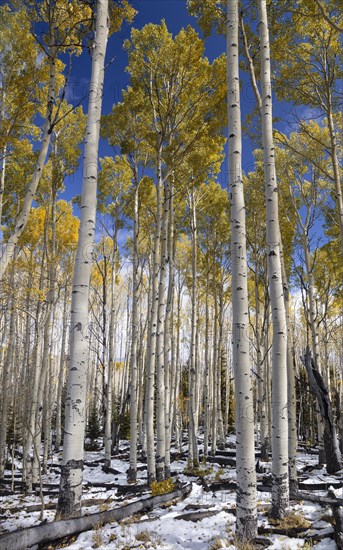 Changing Aspen