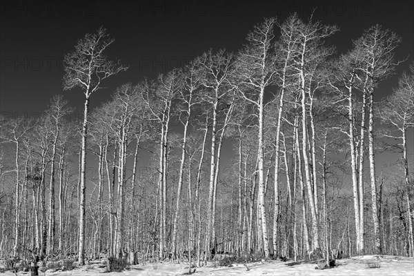 Winter Aspen