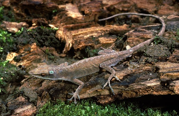 Carolina Anole