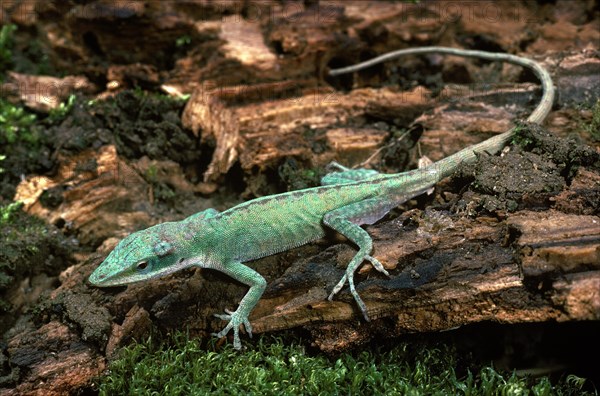 Carolina Anole