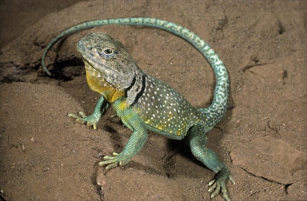 COLLARED LIZARD