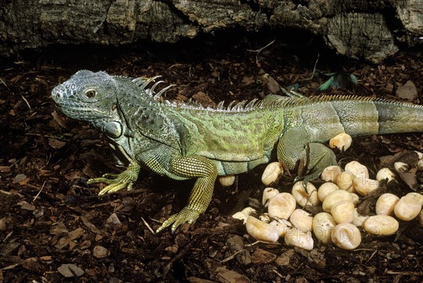 Common Iguana