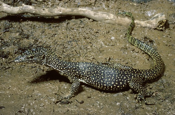 Mangrove Monitor