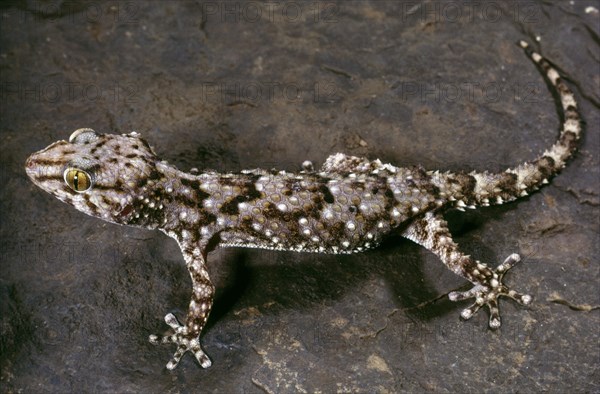 MEDITERRANEAN GECKO