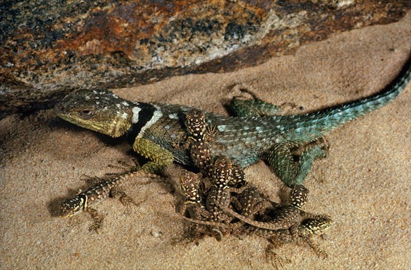 Rock-Crevice Spiny Lizard & Brood