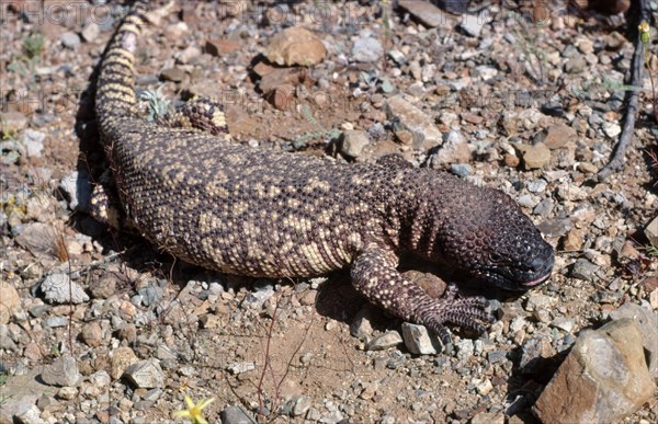 SUNNING BEADED LIZARD