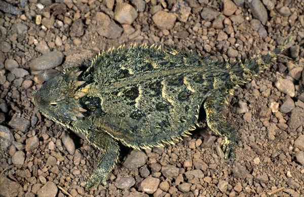 TEXAS HORNED LIZARD