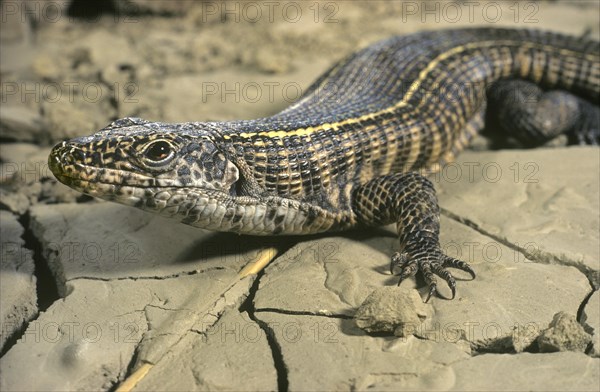 Smith's Plated Rock Lizard