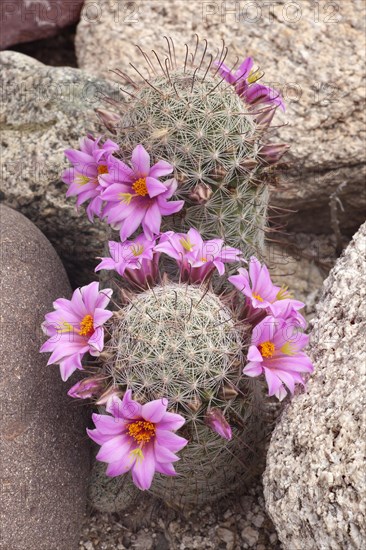 (Mammillaria) grahamii, Arizona, USA, North America