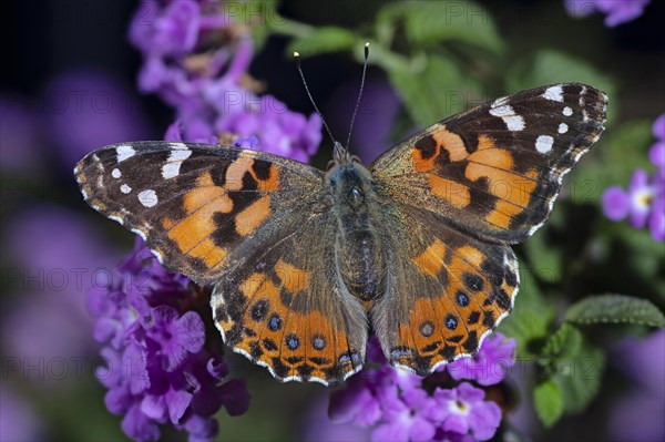 Painted Lady