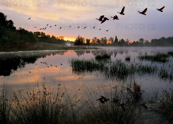 Pine Barrens