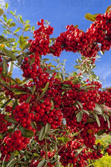 (berries) is a genus of thorny evergreen large shrubs in the family Rosaceae, with common names firethorn (Pyracantha) or pyracantha. Pyracantha berries are mildly poisonous as they contain Cyanogenic glycosides