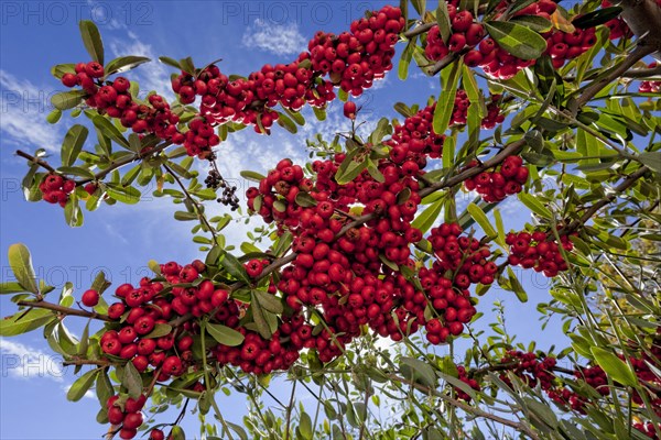(berries) is a genus of thorny evergreen large shrubs in the family Rosaceae, with common names firethorn (Pyracantha) or pyracantha. Pyracantha berries are mildly poisonous as they contain Cyanogenic glycosides