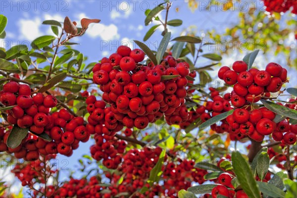 (berries) is a genus of thorny evergreen large shrubs in the family Rosaceae, with common names firethorn (Pyracantha) or pyracantha. Pyracantha berries are mildly poisonous as they contain Cyanogenic glycosides