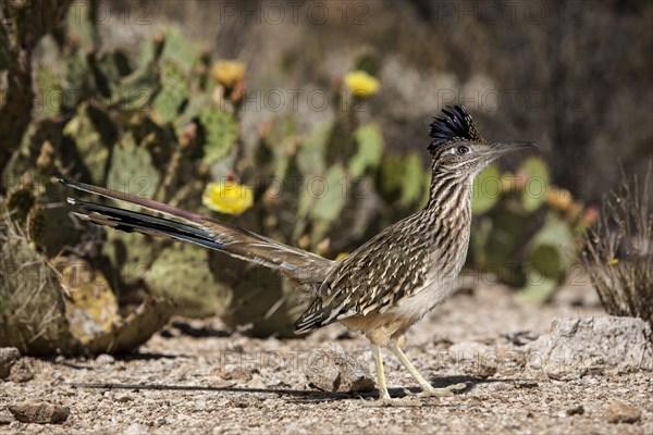 Roadrunner