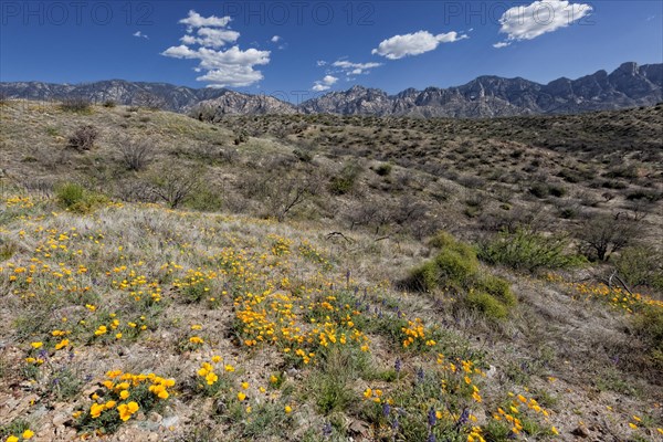 Mexican Poppies