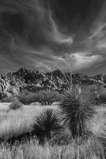 Yucca palm