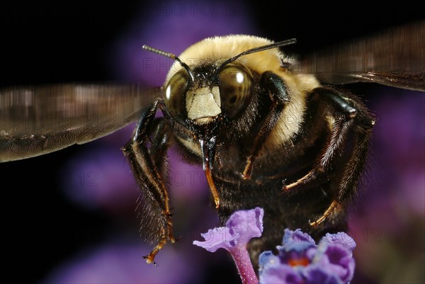 Carpenter Bee