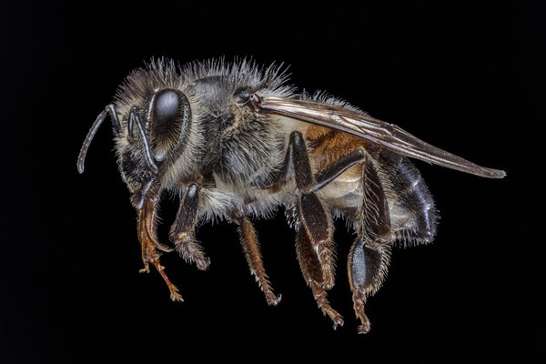 Honey Bee Close Up