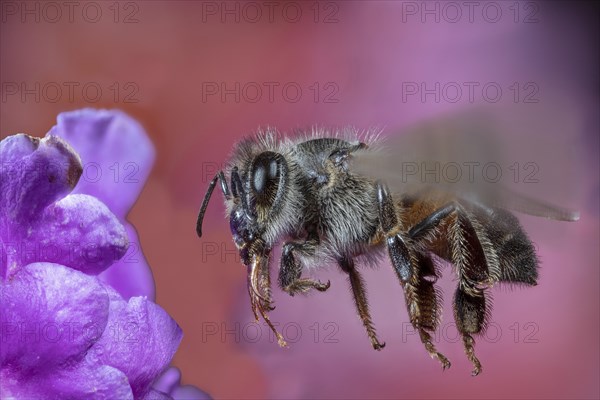 Honey Bee Close Up