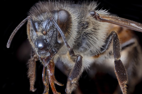 Honey Bee Close Up