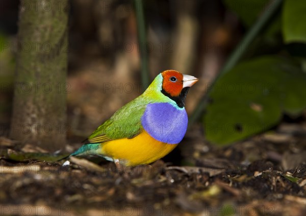 The Gouldian Finch