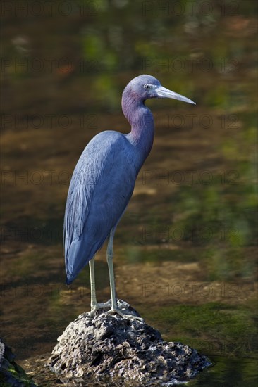 The Little Blue Heron