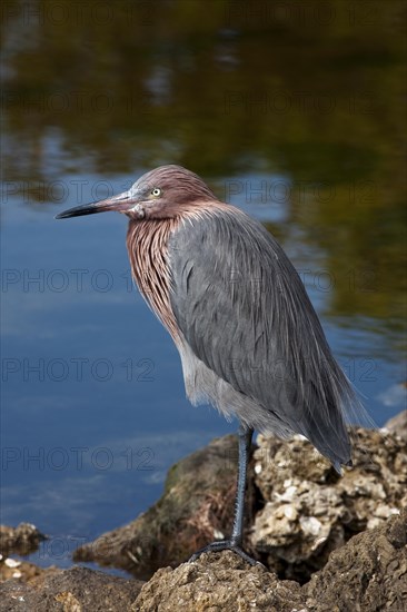 The Reddish Egret