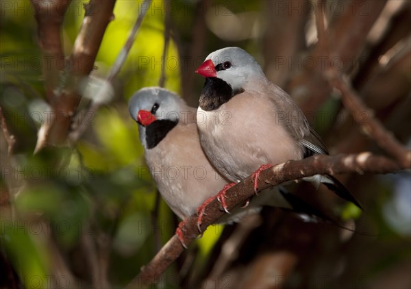 Shaft-tail Finch