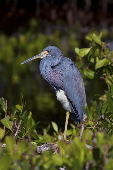 The Tricolored Heron