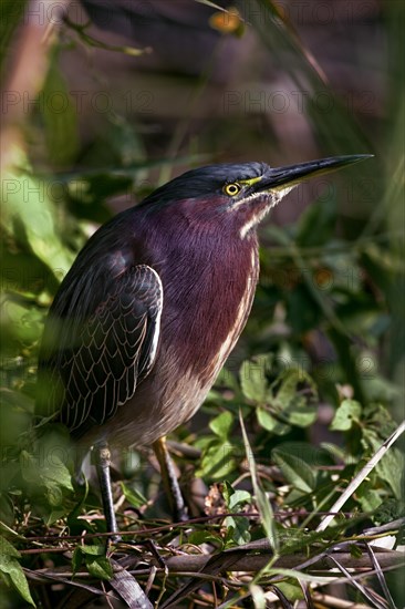 The Green Heron