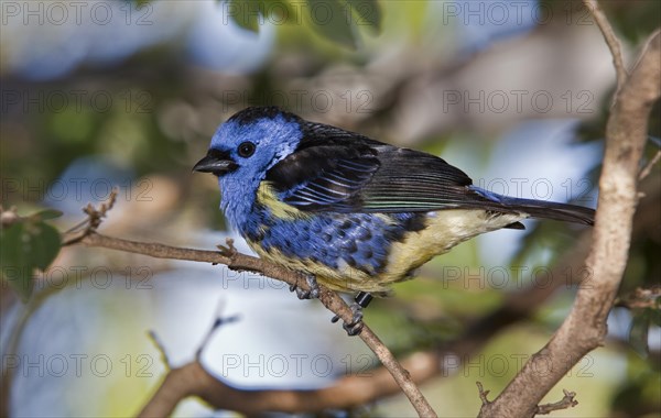 Turquoise Tanager