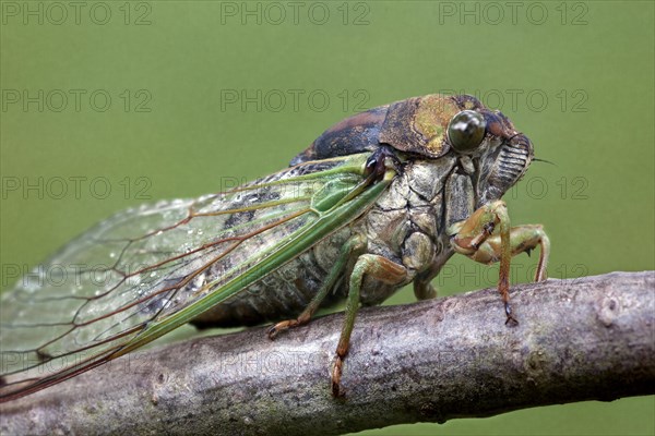 Newly Emerged Cicada