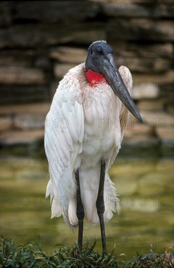 Jabiru