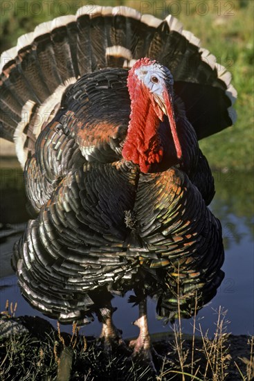 NORTH AMERICAN WILD TOM TURKEY