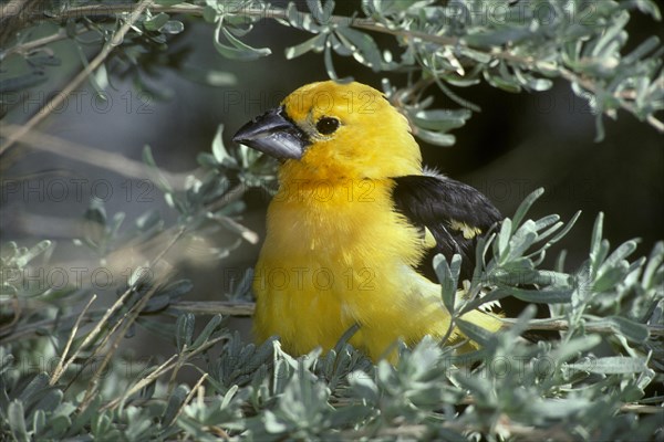 Yellow Grosbeak