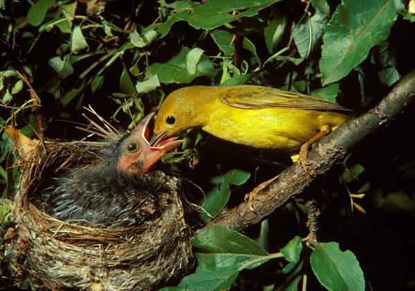 Yellow Warbler Feeding Cowbird Chick