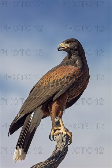 Harris Hawk